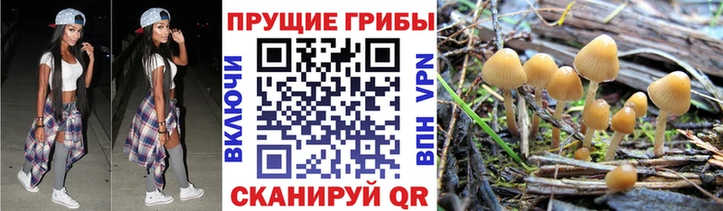 Купить закладки  Нарткала  Галлюциногенные грибы Psilocybe 